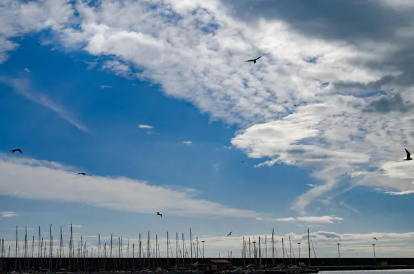 Seagulls flying over the marina — Stock Photo, Image