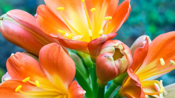 The flowers on succulent — Stock Photo, Image