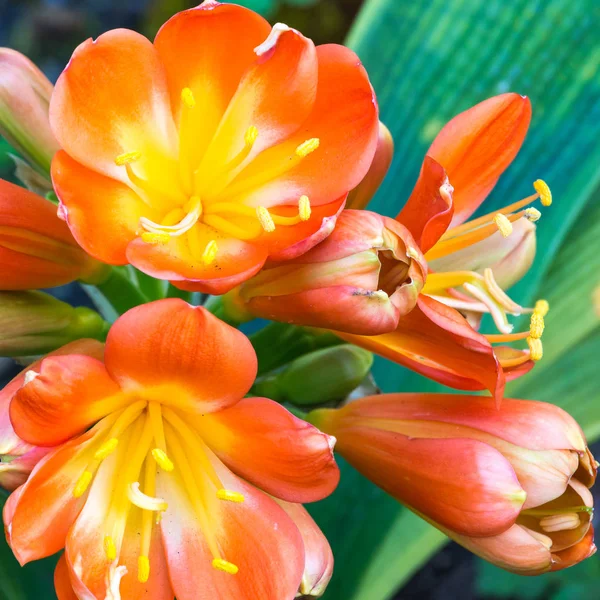 Las flores en suculentas — Foto de Stock