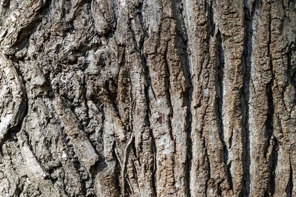 Doku veya arka plan ağaç kabuğu