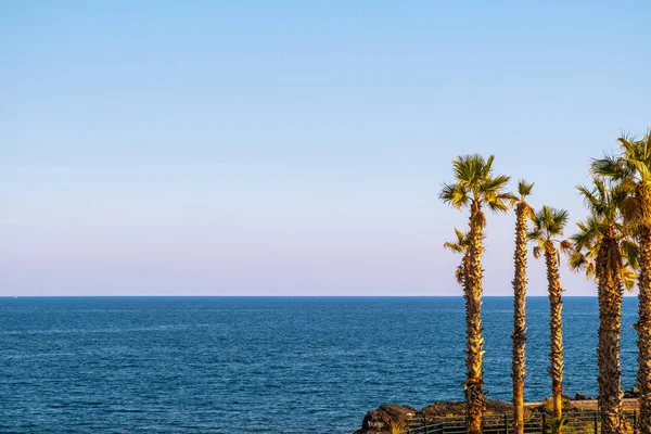 Palmiers avec la mer bleue — Photo