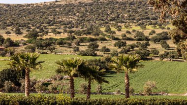 Sicilya: yeşil kırsalda zeytin ağaçlarının genişliği