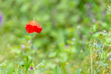 Bahar geldi. Kızıl kır çiçeklerinin tam çiçeklenme görüntüleri.