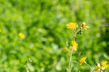 Bahar geldi. Sarı kır çiçekleri, tamamen çiçek açmış.