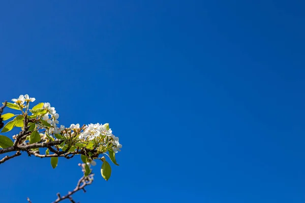 Peach Flowers Background Blue Spring Sky — Stock Photo, Image