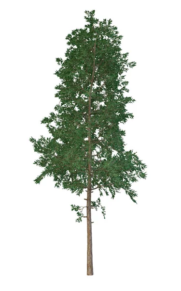 Landskapsanläggning Barrträd Isolerad Bakgrund Pine Illustration Konvertering — Stockfoto