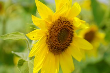 Tarlada parlak ayçiçeği. Yaz