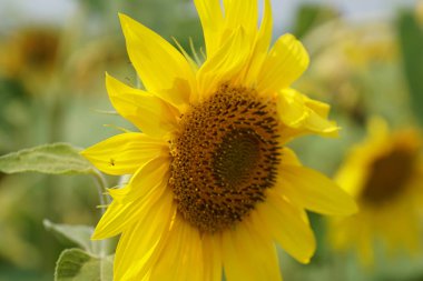 Tarlada parlak ayçiçeği. Yaz