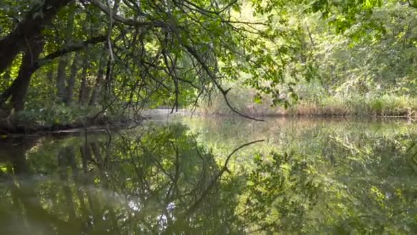 Над водою польоту — стокове відео