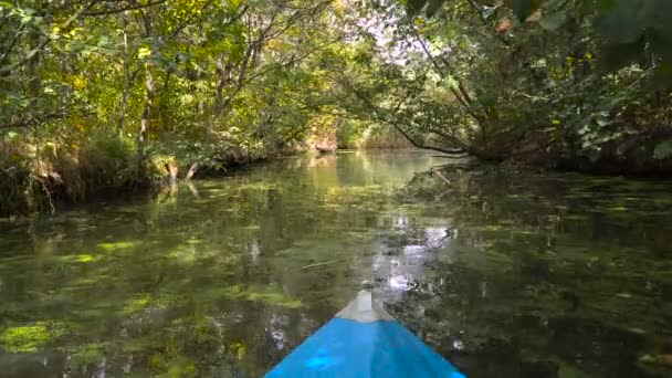 密林中的水流 — 图库视频影像