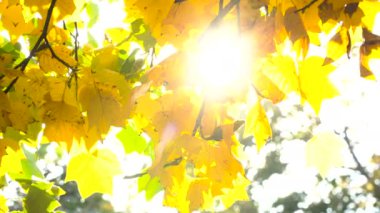 Güneş parlıyor sonbahar yaprakları rüzgarda üfleme.