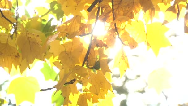 Die Sonnenstrahlen scheinen durch die Herbstblätter — Stockvideo