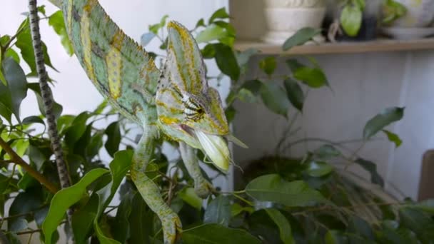 Chameleon eating insect — Stock Video