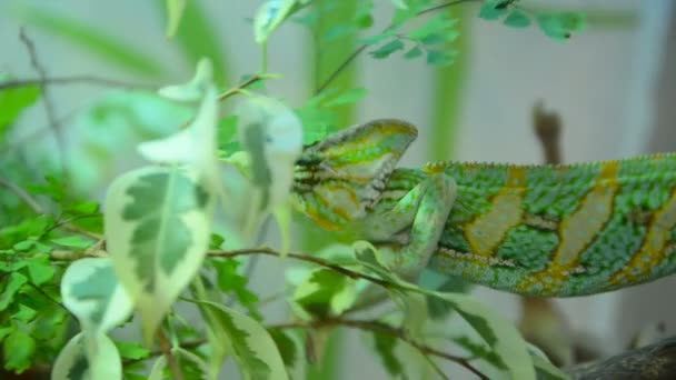 Camaleón se mueve a través de los arbustos — Vídeos de Stock