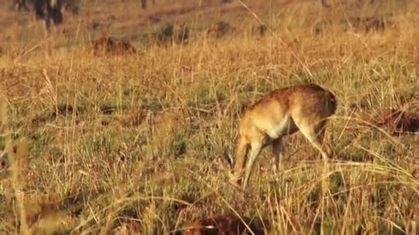 Impala Ram Mozdulatlan Afrikában — Stock videók