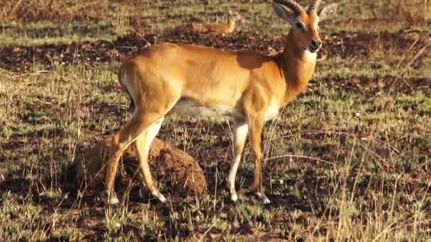 Impala Ram Hareketsiz Afrika 'da — Stok video