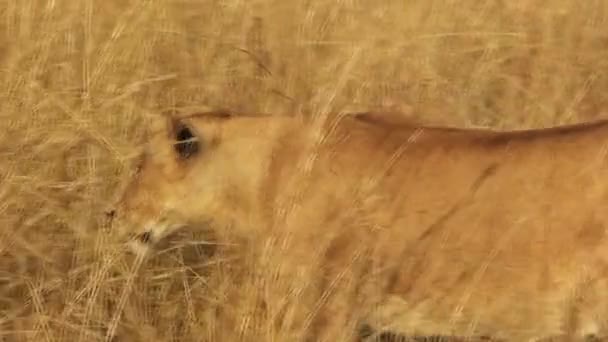 León caminando por pastizales — Vídeo de stock