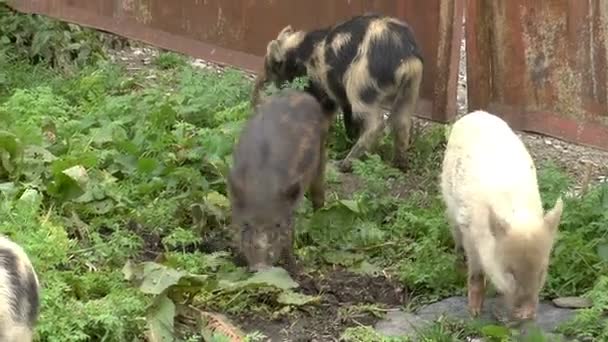 Grappige varkens spelen op gras — Stockvideo