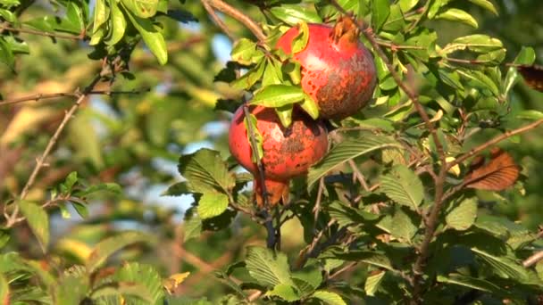 Frutos de granada que crecen en el jardín — Vídeo de stock