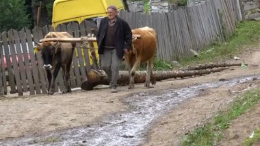 Gürcüler günlükleri boğalarla yükseltir