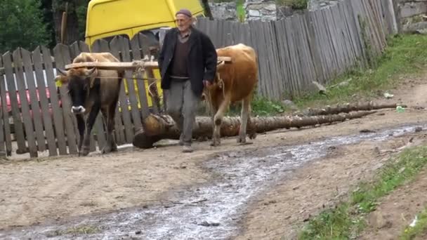 Georgier züchtet Bullen mit Baumstämmen — Stockvideo