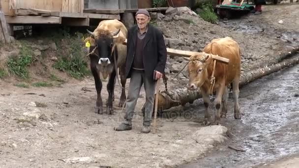 Ein älterer Mann ist Stier, der die Stämme schleppte. — Stockvideo