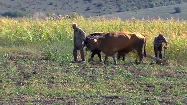 Men plow the land plow — Stock Video