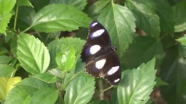 Yeşil yapraklı kelebek