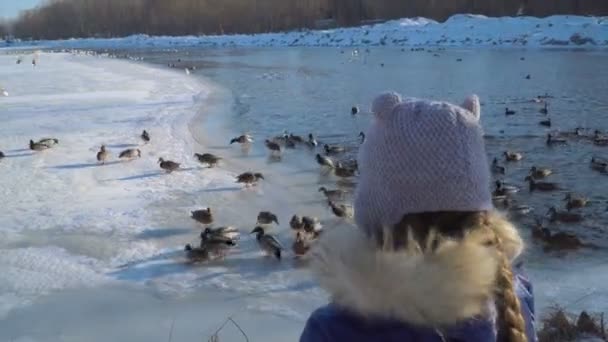 Chica alimentando a los patos — Vídeos de Stock