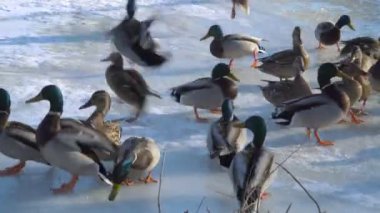 Buz üzerinde yaban ördekleri