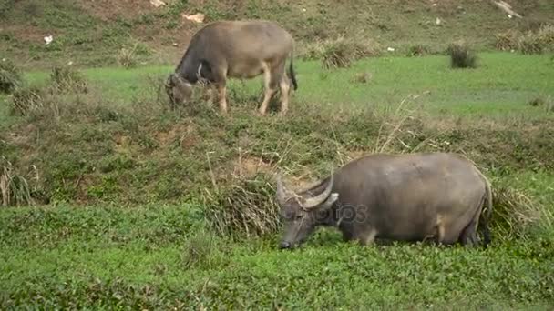 Asian buffalo grazing — Stock Video