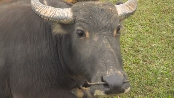 Búfalo asiático — Vídeo de Stock