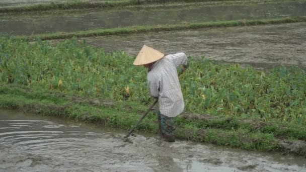 Preparación del campo para la plantación de arroz — Vídeos de Stock