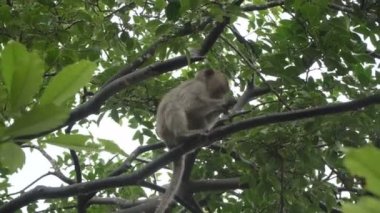 Maymunların ağaçta oynamak.