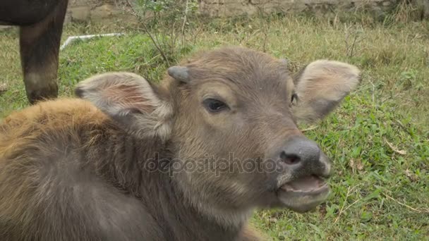 Ternero de búfalo asiático — Vídeos de Stock