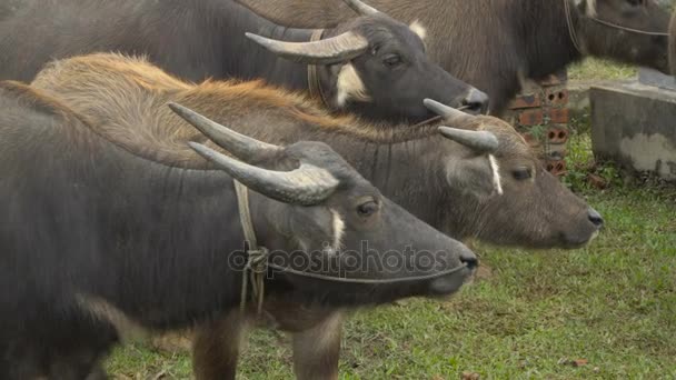 Asiatico acqua bufalo — Video Stock