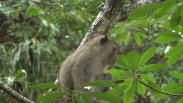 Monkeys Zagraj w drzewie. — Wideo stockowe