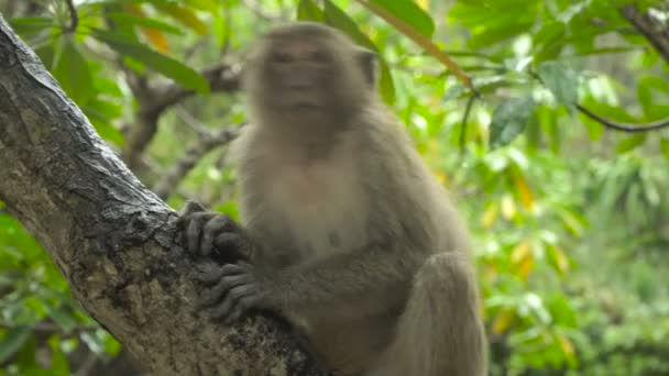 Singes jouent dans un arbre . — Video