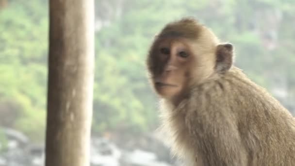 Portrait of a small monkey — Stock Video
