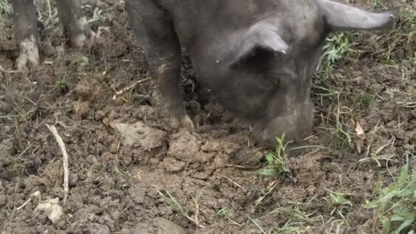 Galten gräver i marken — Stockvideo