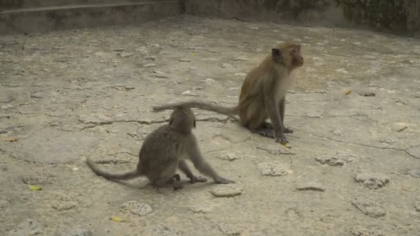 Две смешные обезьяны — стоковое видео
