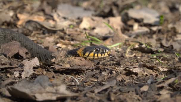 La serpiente se arrastra por el suelo — Vídeo de stock