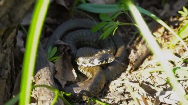 Yılan Saldırıya Hazırlanıyor