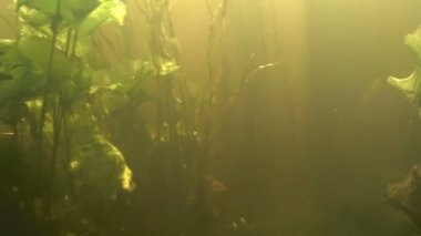 Su görünümü altında