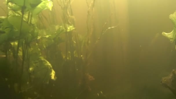Under water view of the — Stock Video