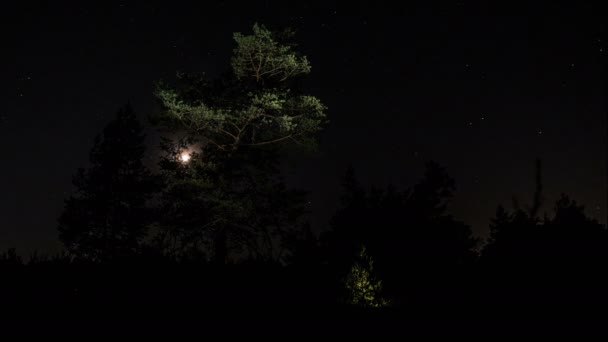 De maan aan de nachtelijke hemel — Stockvideo