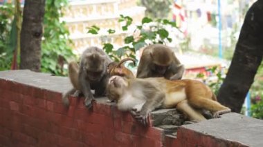 Katmandu şehrinde maymunlar