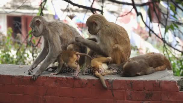 Обезьяны в городе Катманду — стоковое видео