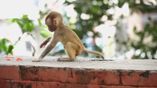 Mono cachorro en una pared de ladrillo . — Vídeos de Stock