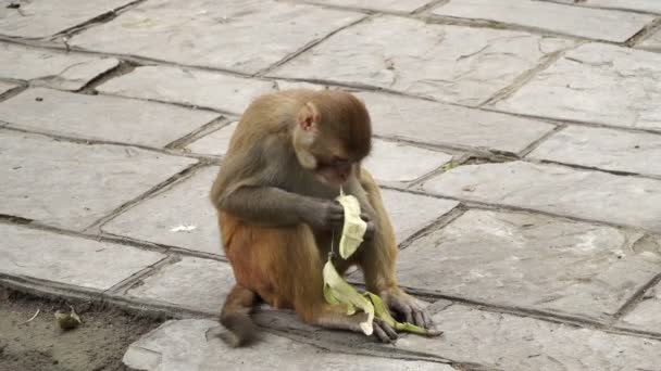O macaco come uma banana . — Vídeo de Stock